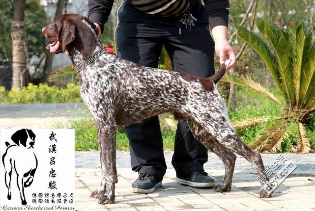 怎么样才能养好波音达_波音达是禁养犬吗_波音达适合家养吗
