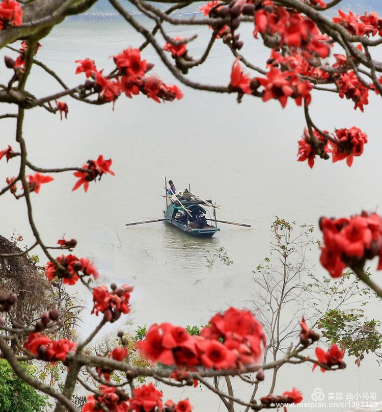 漠上花开_漠尚花开_花开陌上啥意思