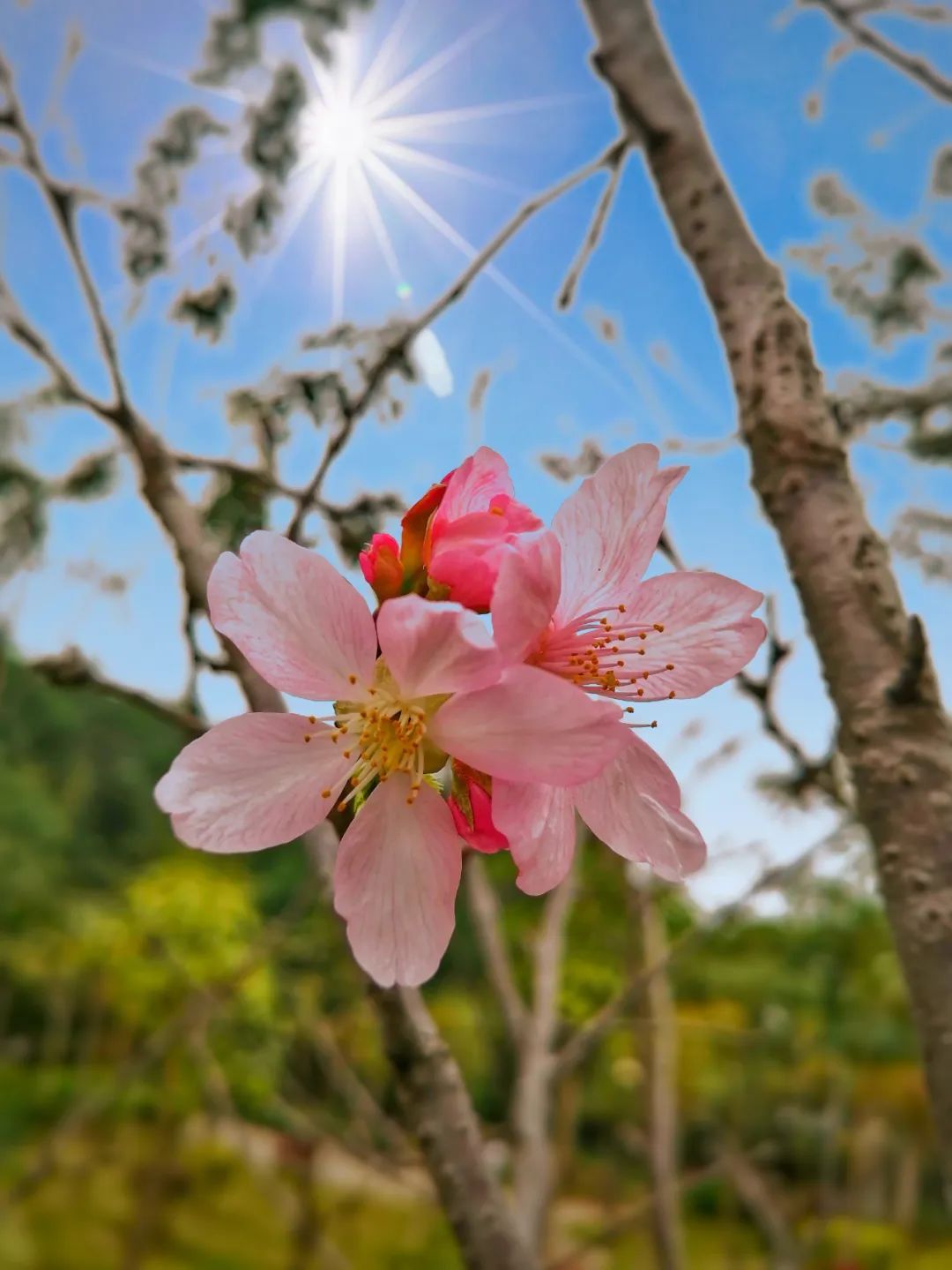 漠上花开_漠尚花开_花开陌上啥意思