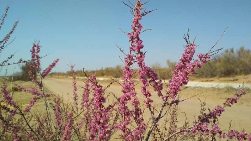花开陌上啥意思_漠尚花开_漠上花开