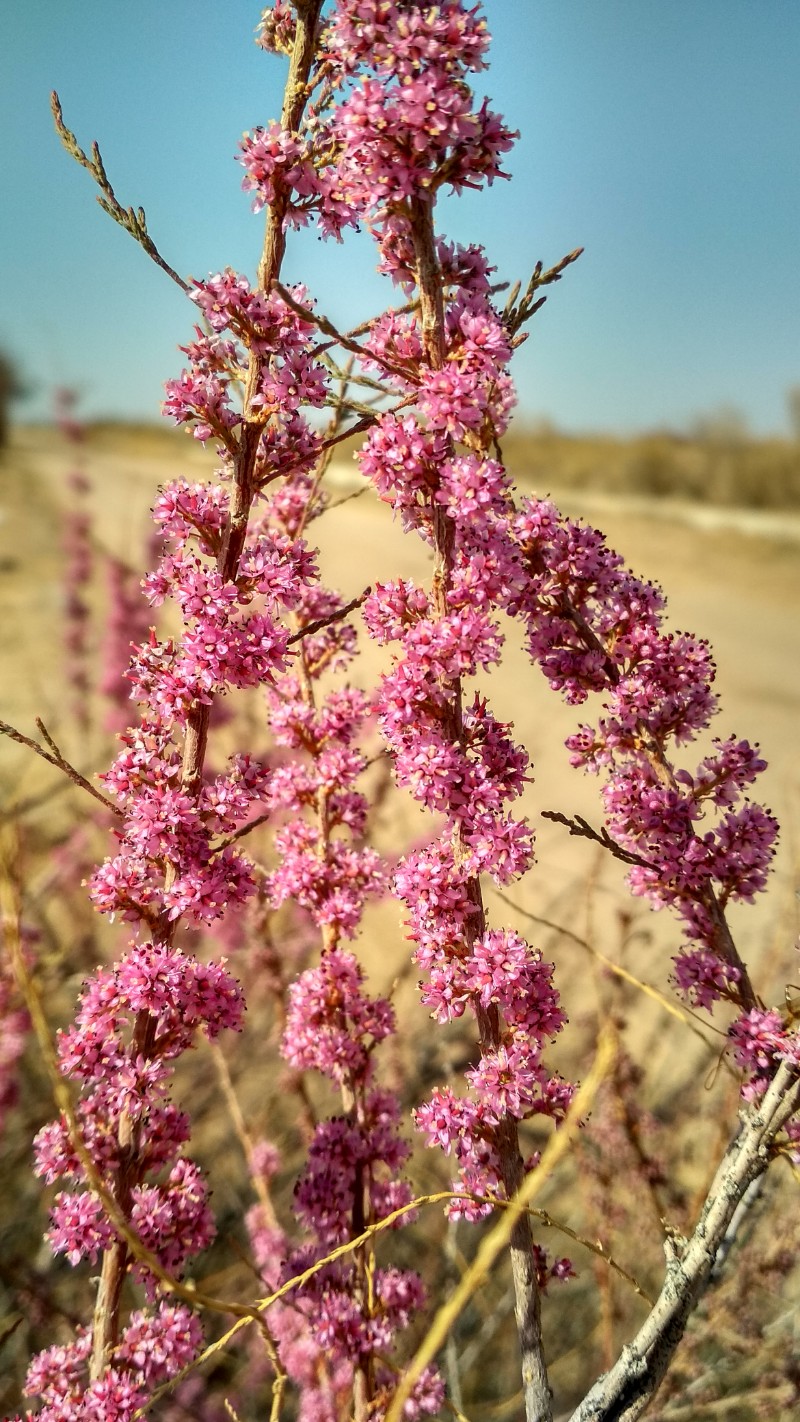 漠尚花开_花开陌上啥意思_漠上花开