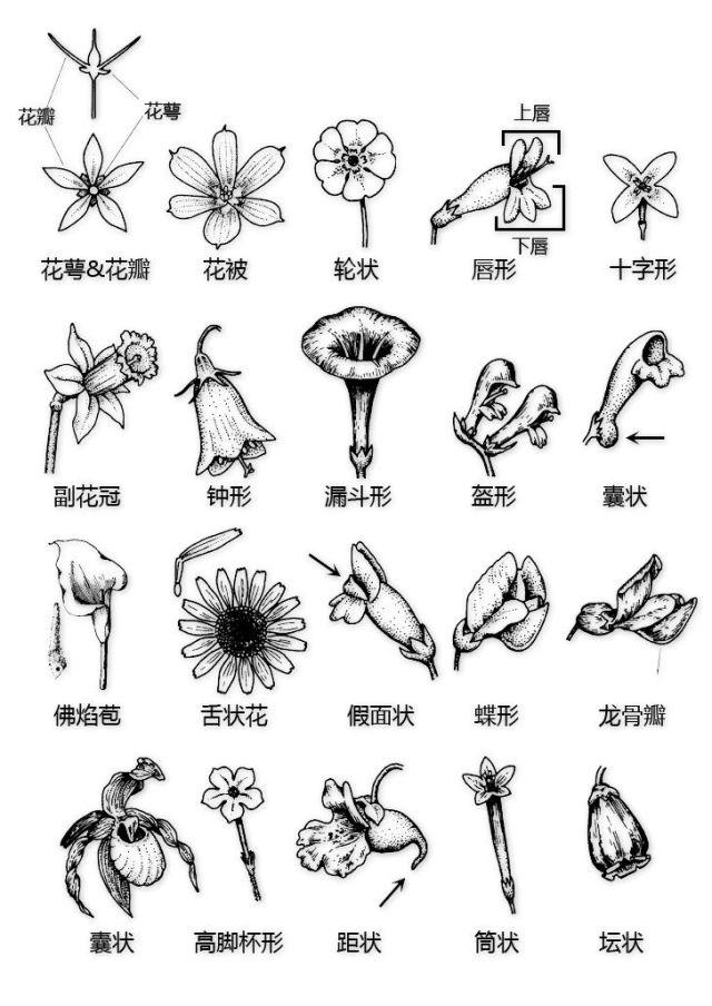 图种_长尾鸟品种图_种图网