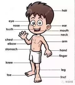 英语身体部位游戏,Engaging English Language Learning: A Body Parts Game Overview
